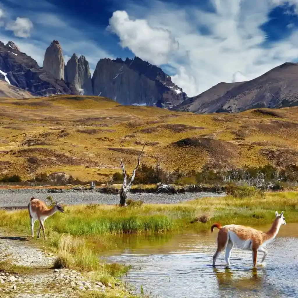 Guanacos roam freely under the iconic Torres del Paine.