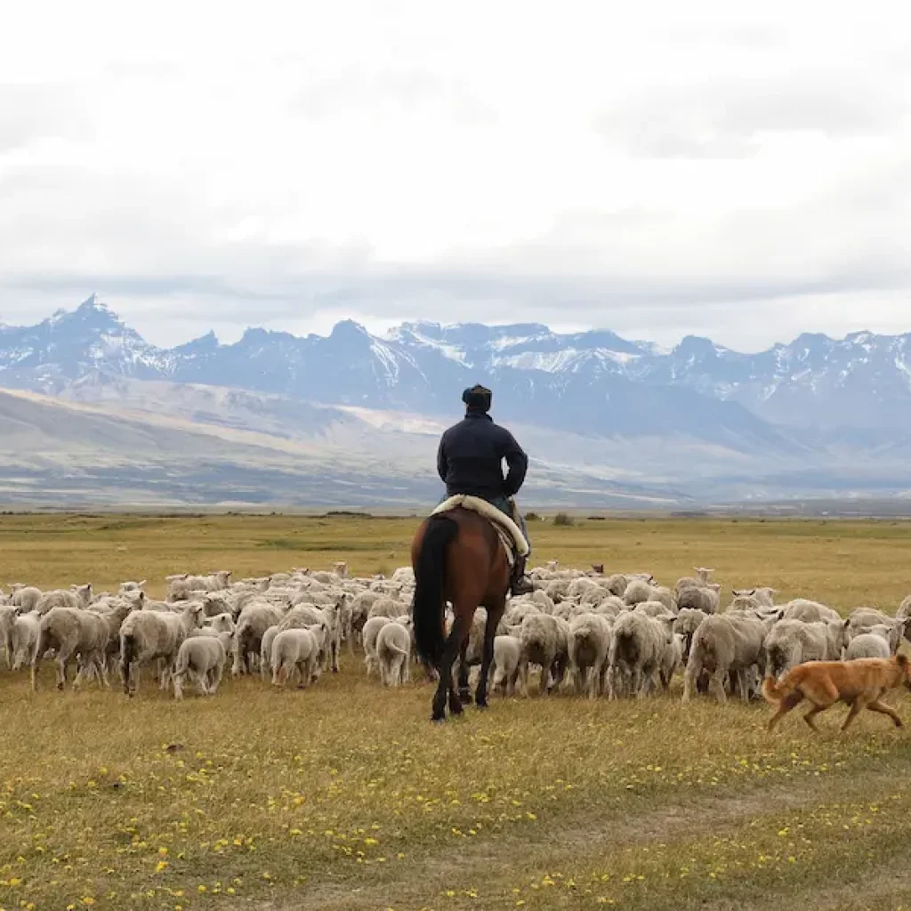 A skilled horseman leads his flock through the Patagonian wilderness.