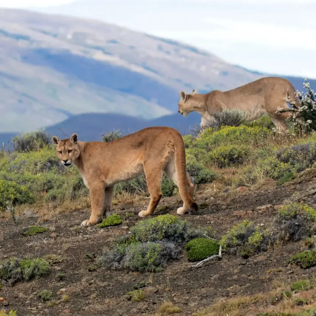 Ein seltener Anblick: Zwei Pumas streifen durch die offene Steppe des argentinischen Patagoniens.