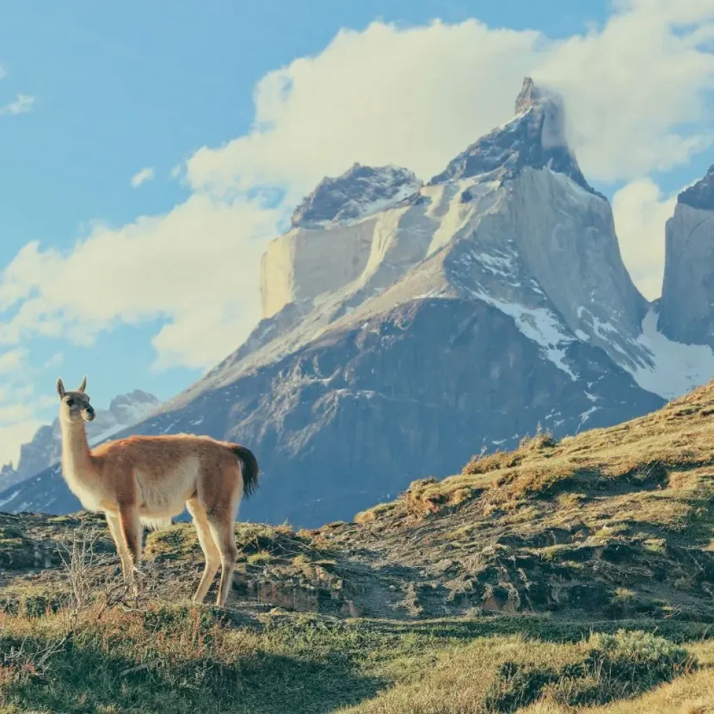 Ein einsames Guanako posiert vor den berühmten Cuernos del Paine in Chile.