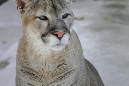 Patagonia Pumas : The Majestic Cats of Southern Argentina
