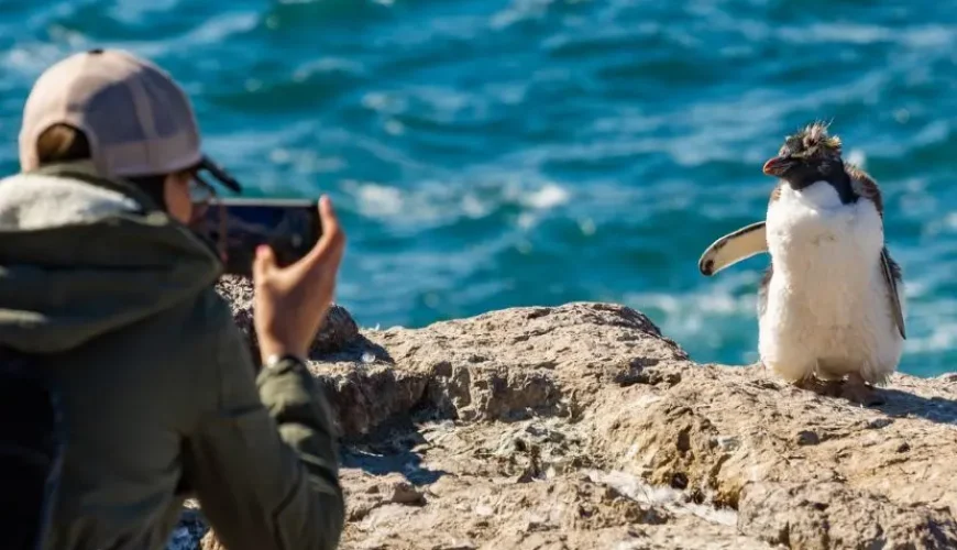 Un viajero capta un encuentro cercano con un pingüino saltarrocas en la costa del Atlántico Sur.