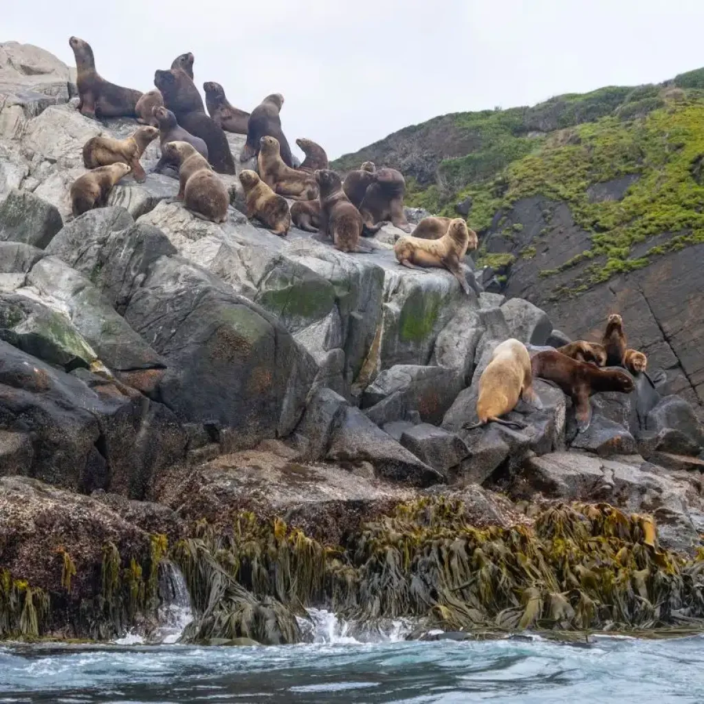 Leones marinos descansando en las costas rocosas de los canales que rodean Tierra del Fuego.