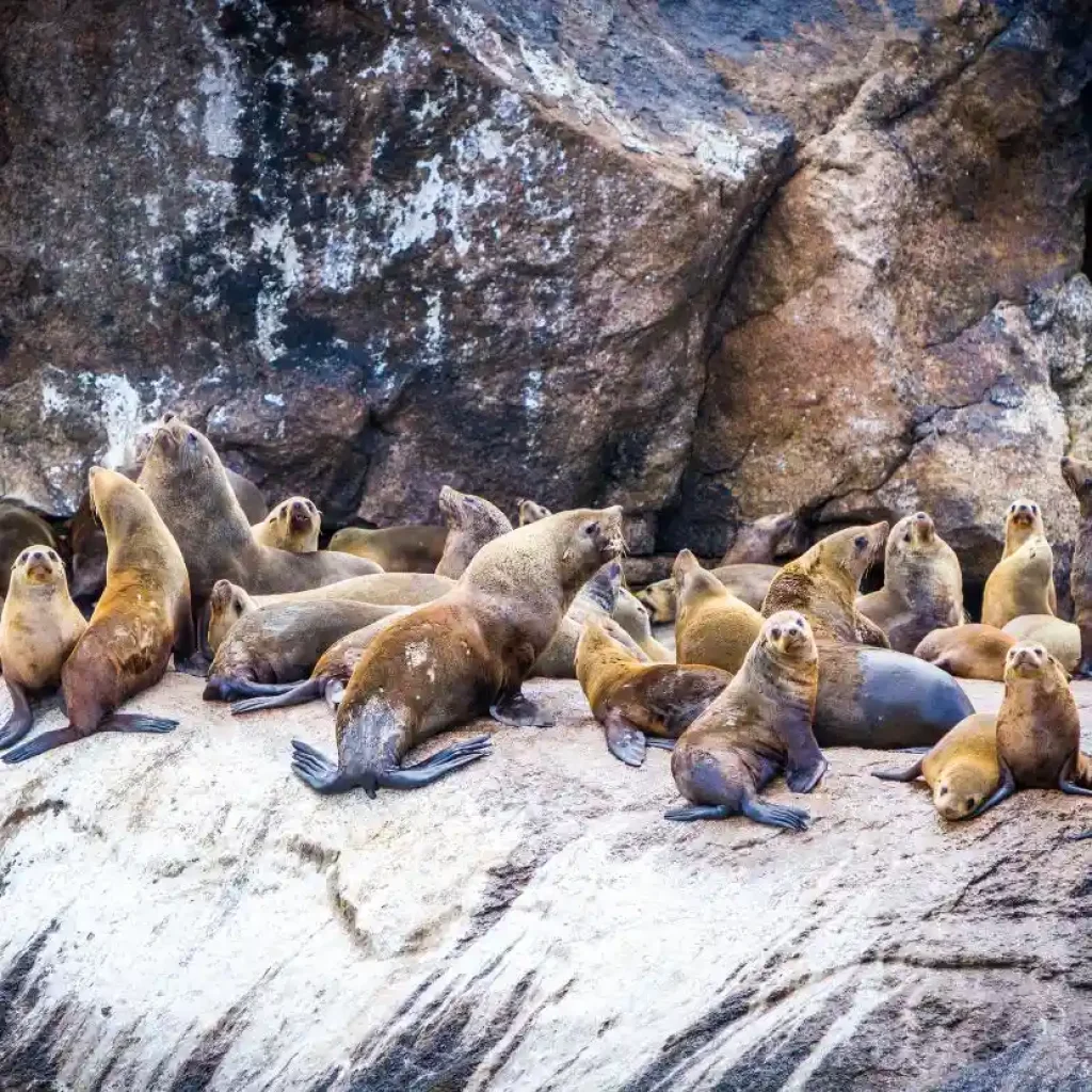 Leoni marini che riposano sulle scogliere costiere, uno spettacolo comune vicino alle colonie di pinguini in Patagonia.