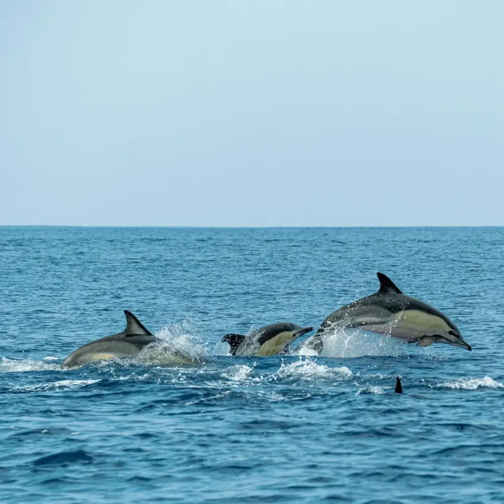 Delfine, die vor der patagonischen Atlantikküste aus dem Wasser springen