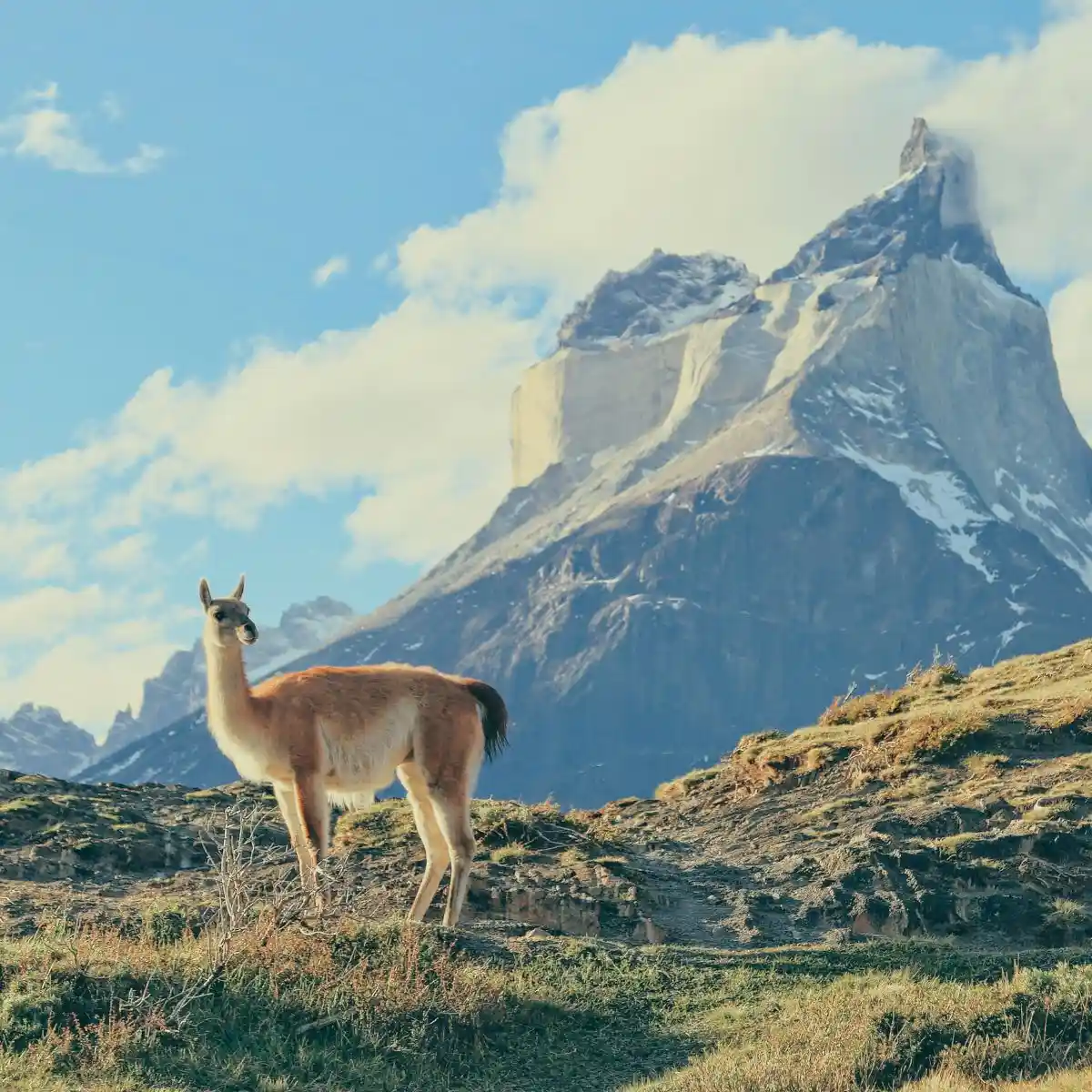 A guanaco on a hillside with the Torres del Paine granite behind it.