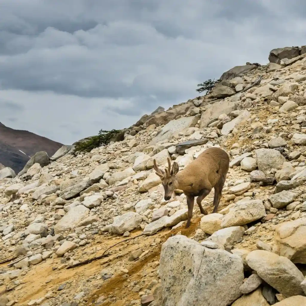 Huemul-Hirsch auf felsigem Berggelände in Patagonien, eine bedrohte Tierart