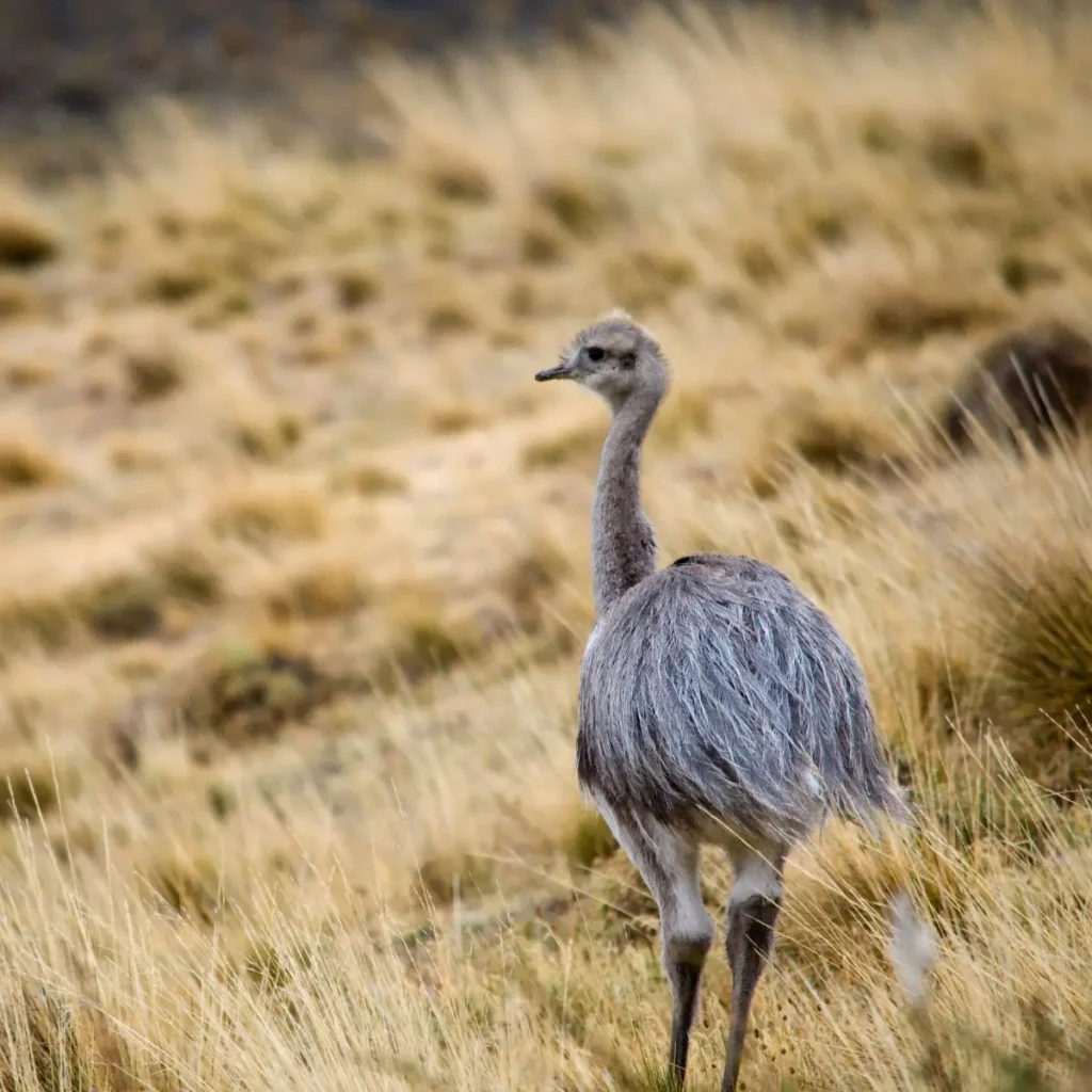 Tiere in Patagonien - Zwergnandu (ñandú) im trockenen, goldenen Grasland in der patagonischen Steppe