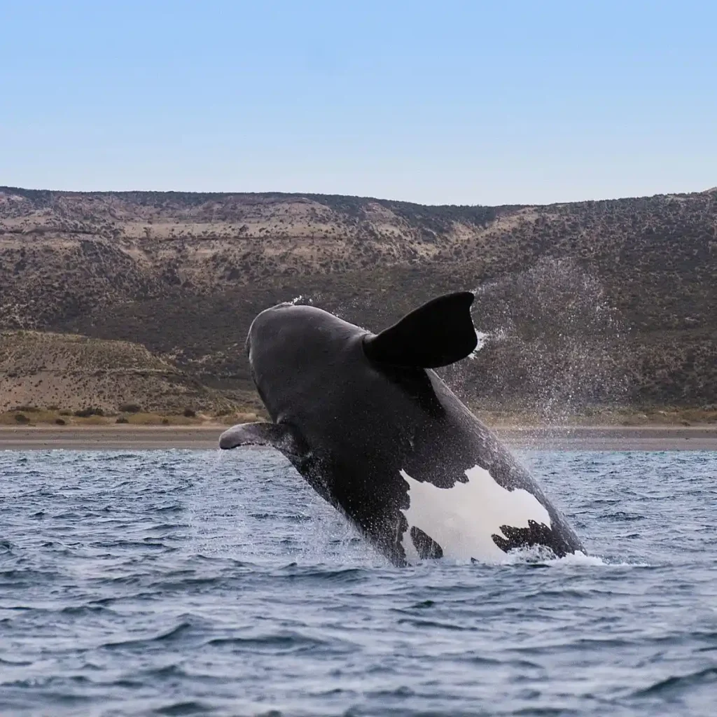 Orca beim Brechen in der Nähe der Küste von Península Valdés, Patagonien, Argentinien