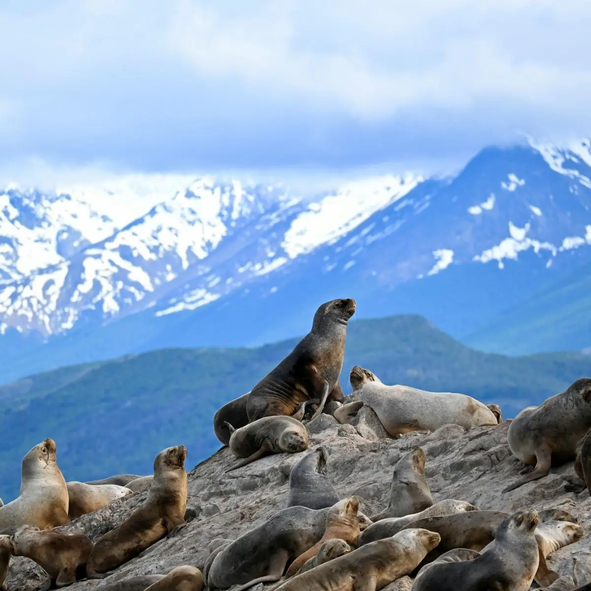 Reisen für Senioren ab 60: Was jedes Reiseziel von Ihnen verlangt Wildtierbeobachter mit Fernglas bei Sonnenuntergang an der patagonischen Küste