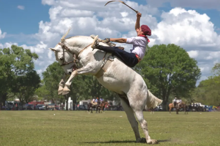 Een gaucho op een steigerend paard tijdens een traditioneel festival in Argentinië