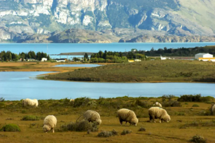 Schapen die grazen aan de oever van een turkoois meer in Patagonië