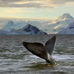 Whale tail rising from the sea at sunset with snowy peaks of the Antarctic Peninsula behind