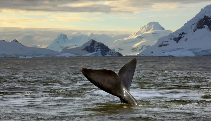 La coda di una balena che emerge dal mare al tramonto, con le cime innevate della Penisola Antartica sullo sfondo