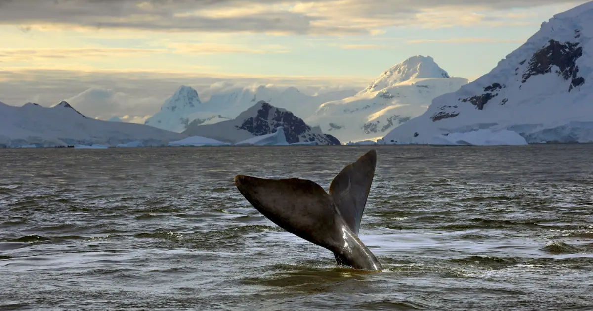 Whale tail rising from the sea at sunset with snowy peaks of the Antarctic Peninsula behind