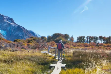 Hiker with trekking poles on a wooden boardwalk among autumn shrubs below a glacier and snow capped peaks, Patagonia