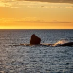 Coda e dorso di una balena in superficie al tramonto