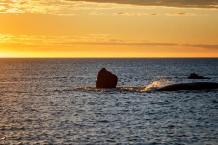 Whale tail and back at the surface of the sea at sunset