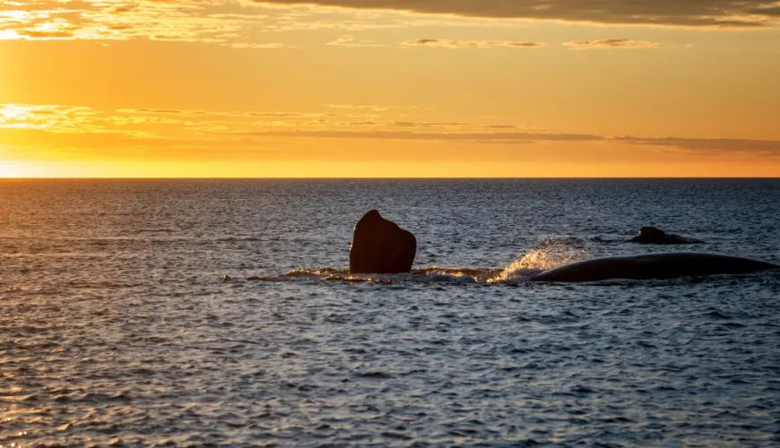 Coda e dorso di una balena in superficie al tramonto