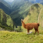 Llama on a grassy terrace above the ruins of Machu Picchu, Cusco region, Peru