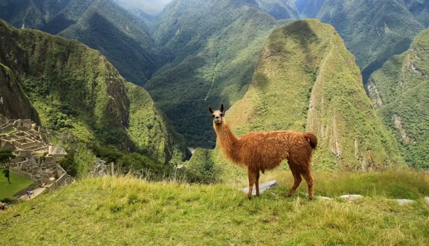 Lama su una terrazza erbosa sopra le rovine di Machu Picchu, regione di Cusco, Perù