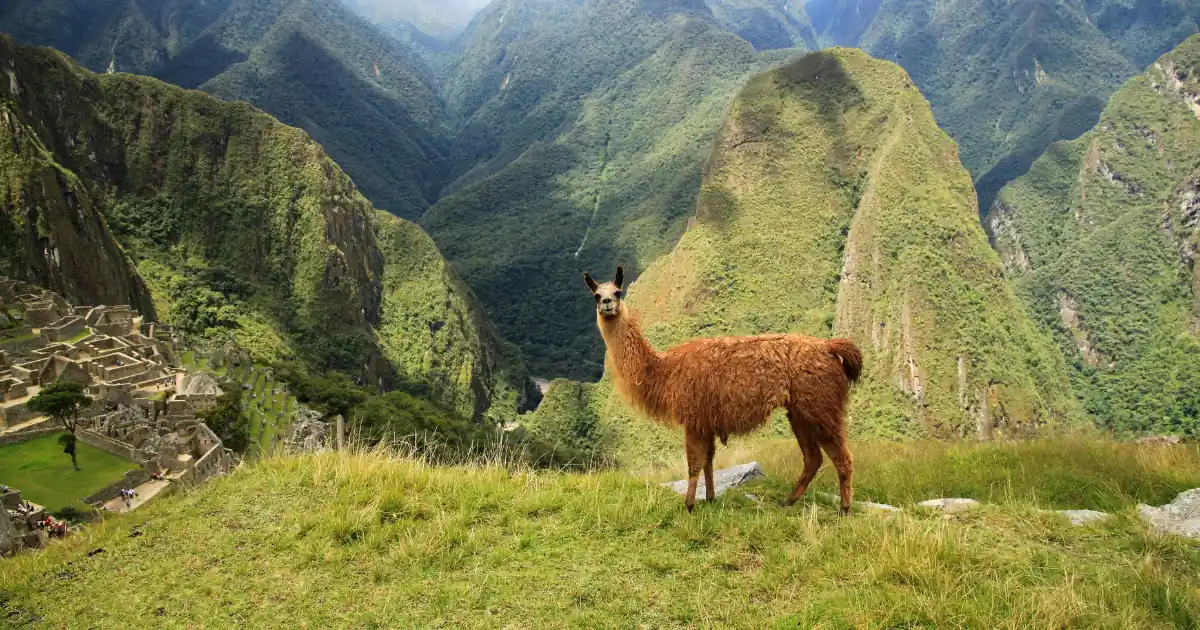 Llama on a grassy terrace above the ruins of Machu Picchu, Cusco region, Peru